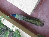 Peacock In Hotel 1